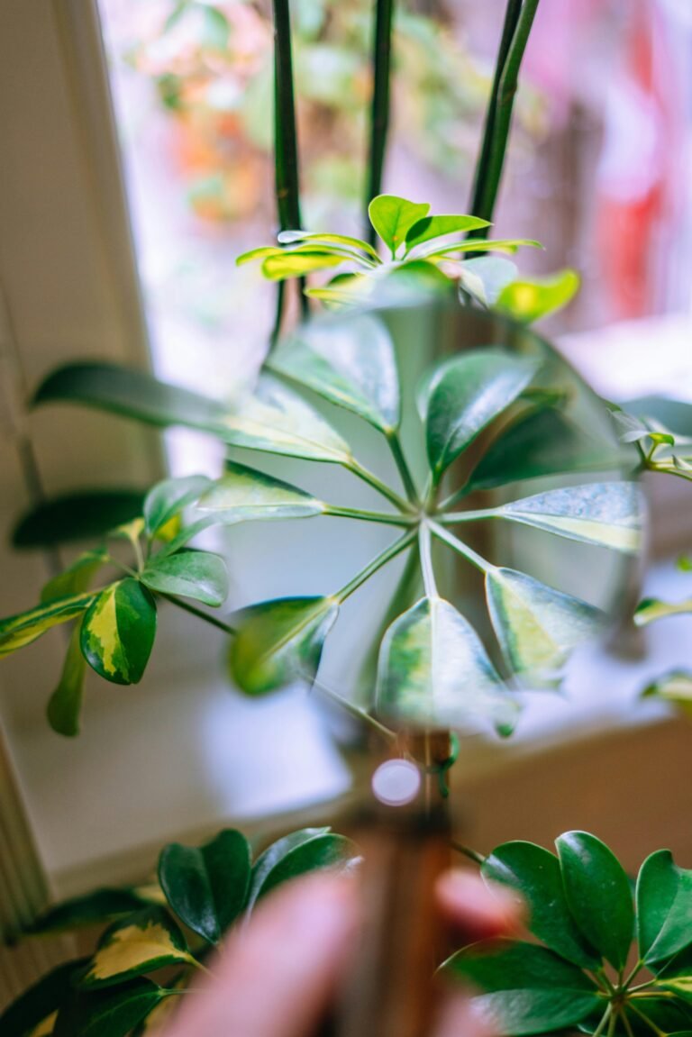 Schefflera cuidados: consejos y recomendaciones para mantener tu planta saludable