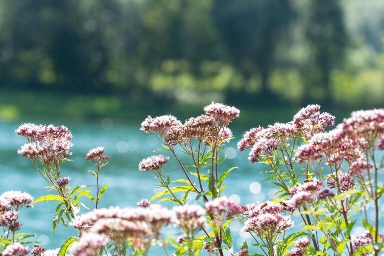 Propiedades y beneficios de la planta Valeriana: Todo lo que debes saber